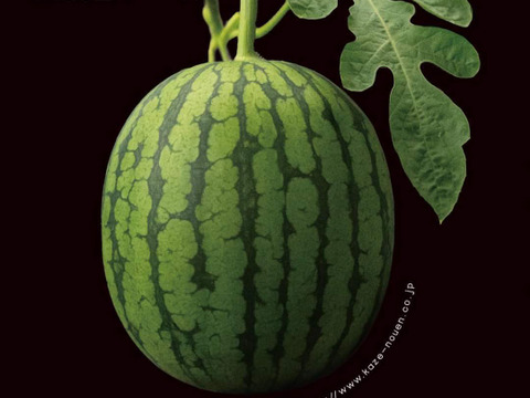 【ギフト最適】空中栽培の高糖度スイカ２玉(1.8kg/玉 以上)