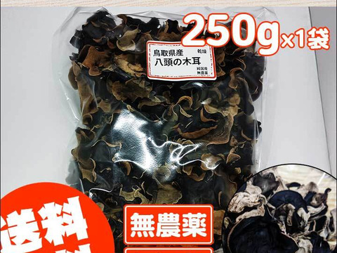 ＜乾燥40g＞栄養たっぷり！食感たのしい【国産】きくらげ