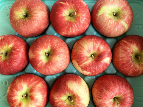 低農薬で皮ごとおいしい【旬の葉とらずりんご】3kg送ります！　品種おまかせ🍎