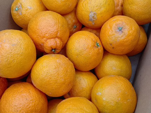 不知火（小玉・加工用）【4.5kg】