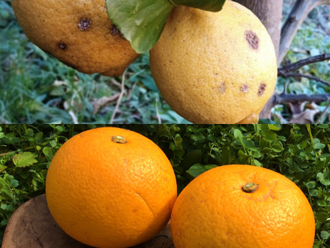 【農薬不使用】無選別レモン1kg&八朔2kgセット