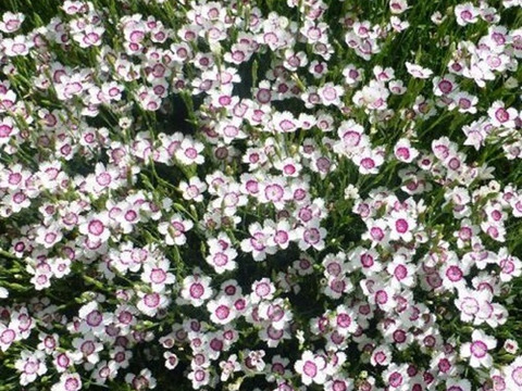 2個セット ダイアンサス （姫ナデシコ） アークティックファイヤー イングリッシュガーデン グランドカバー  花苗 多年草 宿根草