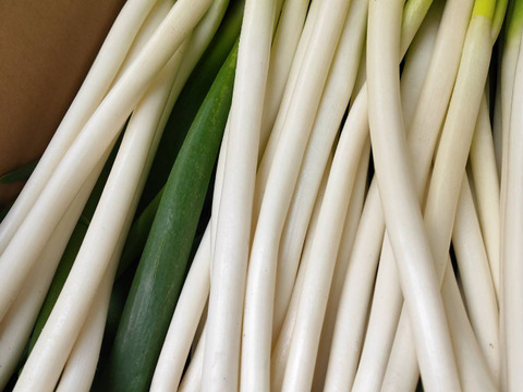 【クール便】たっちゃん農園の白ネギL 10kg程度(1~1.5cm程度)