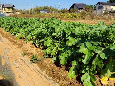 じんわ〜り染みる！冬の濃厚とろ甘大根 約1.8kg（農薬・化学肥料・除草剤・防虫剤不使用）
