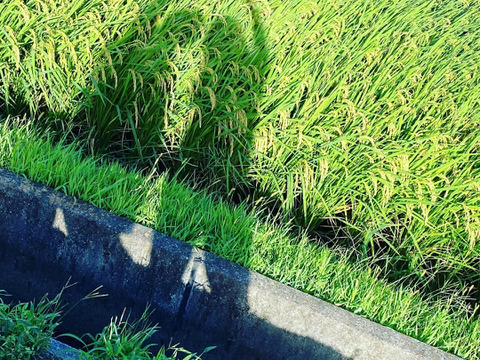 令和6年度産　新米予約10月中旬発送　減農栽培食べ比べ（へアリーベッジ米）　※精米