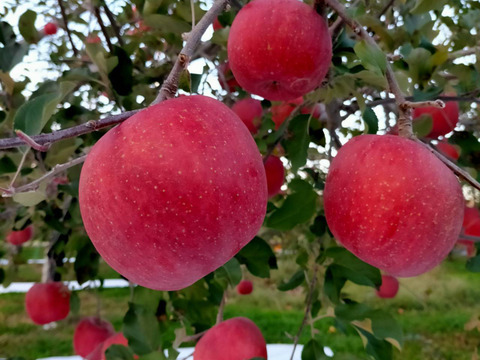 赤と黄色の2品種セット！やまたか農園の「サンふじ」と「シナノゴールド」 (秀品) 内容量3㎏
