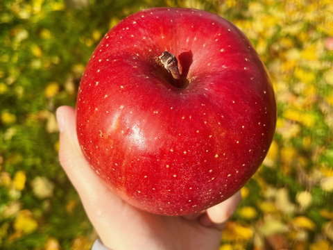 綺麗な葉とらずサンふじ 5キロ箱 12～18玉