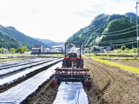 農薬不使用・化学肥料不使用のにんにく500g！熊野の山々に囲まれ、清流古座川に育まれた土地で作る野菜