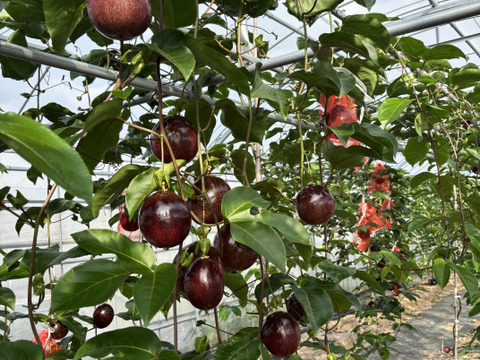 贈答用‼︎南国のパッションフルーツ‼︎5個入り