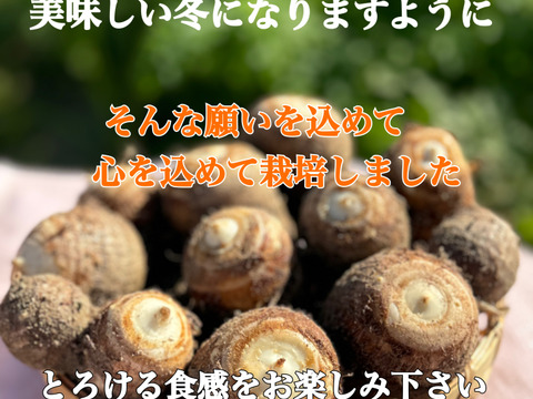 【年末予約便】とろける里芋とろりん1.8kg