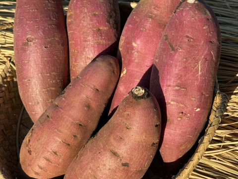 【ねっとりカラフル】東京で作った鮮やかな紫色！ポリフェノール豊富なさつまいも「ふくむらさき」（ご家庭用２㎏）東京エコ100認証