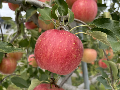 シナノスイート　ご家庭用　【5kg】