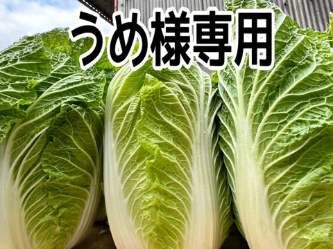 うめ様専用【お待たせしました‼️今年も販売します‼️】白菜を箱いっぱいにしてお届け。