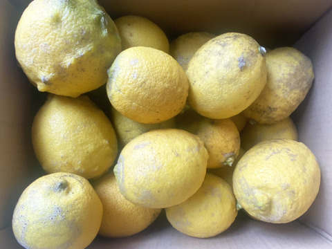 加工用）自然栽培レモン3kg(20個前後）