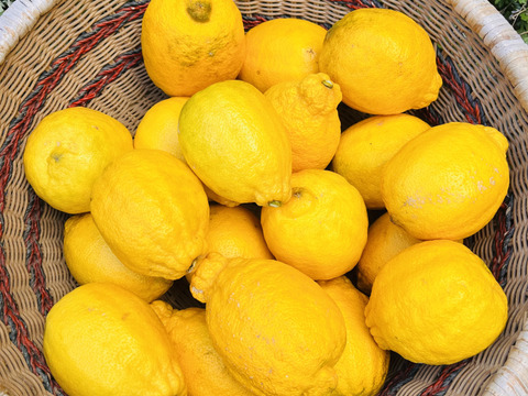 [自然栽培]大玉レモン「りのか」(5kg)ほぼ種無し、果汁たっぷり！農薬不使用