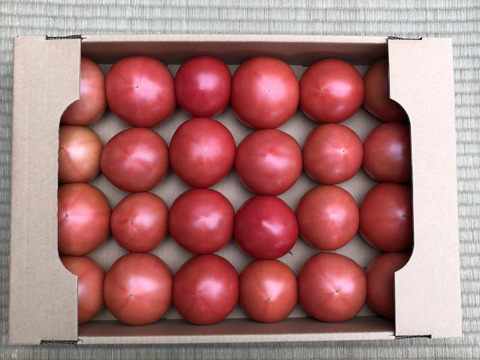 【先着順　無農薬バジル 付】北海道産大玉トマト『とまのすけ』4㌔（18~24個）