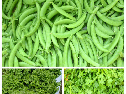 旬こそ命！旬のおすすめ野菜セット＊5品目以上～農薬/化学肥料・不使用