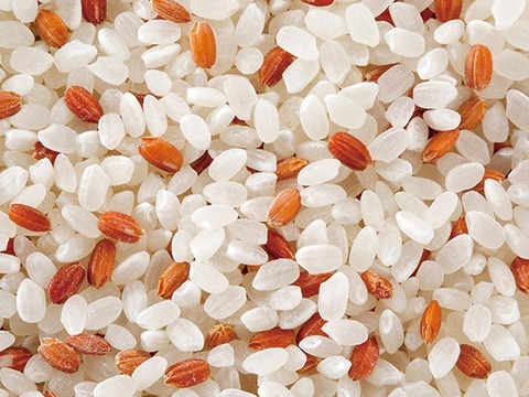 有機　紅白米　３ｋｇ　こうのとり育む農法