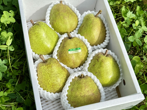 【ラフランス専業農家が贈る】ラ・フランス２ｋｇ 2Lサイズ7玉入り