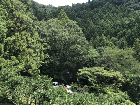 BIG！すだち【特別栽培・10kg箱】神山町からお届け：徳島県産のみかん