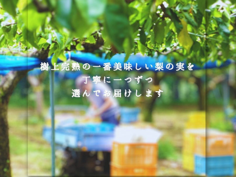 幸水｜実り箱4kg｜家族で囲む夏の梨 ｜8月中旬順次発送予定【ご家庭向】