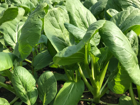 油菜芯 1kg／栄養価の高い、中国の定番野菜！