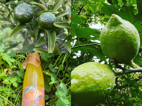 【お得なセット】シークワーサー&レモン&甘夏ジュースセット！