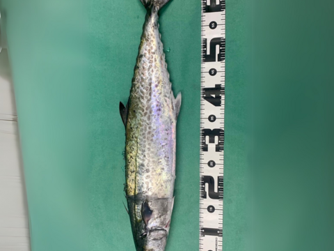 『天然サワラ』まるまる1尾2.8kg前後（処理前）