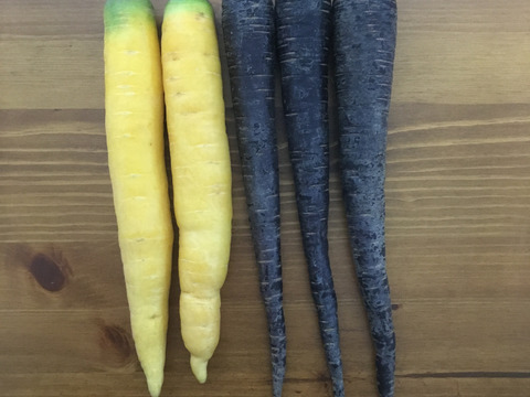 いつもとちょっと違う＋定番野菜セット・Mサイズ（12点・100サイズ）　＜農薬・化学肥料不使用＞