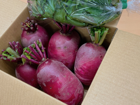 "ノウフク“　　紅くるり大根　5キログラム（5個～12個）
【栽培期間中　農薬化学肥料不使用】