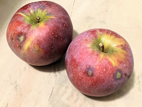 味のバランス良し！りんご 春紅玉 (キズ有B品５㎏)