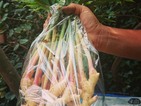 旬野菜mセット 8種類前後 80サイズの箱いっぱい 農薬 化学肥料不使用 神奈川県産の野菜 食べチョク 産地直送 産直 お取り寄せ通販 農家 漁師から旬の食材を直送 旬野菜mセット 8種類前後 80サイズの箱いっぱい 農薬 化学肥料不使用 神奈川県産の野菜 食べチョク 産地直送 産直 お取り寄せ通販 農家 漁師から旬の食材を直送