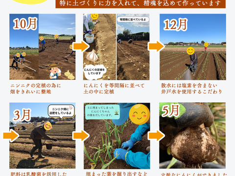 ★『農薬・化学肥料・除草剤・防虫剤等不使用』 福地ホワイト六片 にんにくバラ  ５kg ★