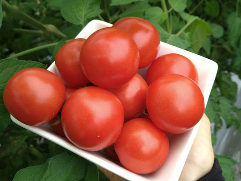 【お試し価格】完熟中玉トマト『フルティカ』900g
