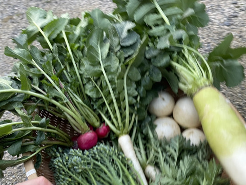 農薬不使用の野菜詰め合わせを80サイズでお届け