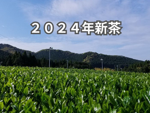 【虹色　６袋セット】かごしま知覧茶　1袋100g×６袋　鹿児島県知覧町後岳産 農家直送　お得商品　一番茶 日本茶　緑茶　2024年新茶