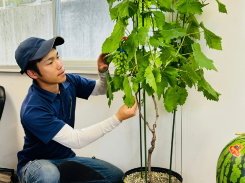【数量限定】ベランダでブドウ！　【ピオーネ】　３房　苗ごと