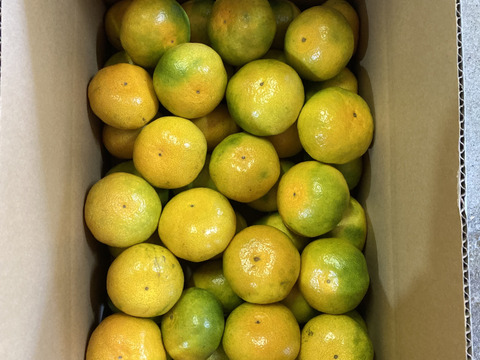 9月30日まで受付　早期予約キャンペーン！　極早生箱込5kg　家庭用Ｍサイズ　山口岩国みかん　瀬戸内の恵み甘酸っぱいフレッシュなお味をお届けします！