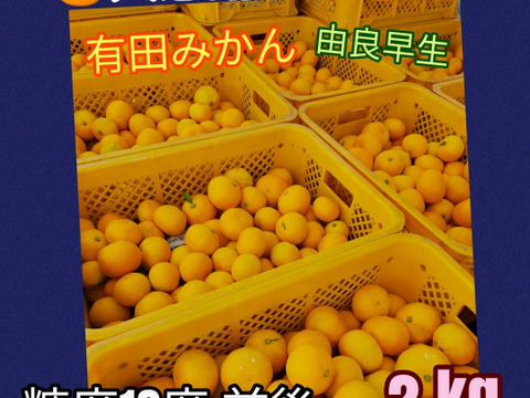 有田みかん🍊由良早生 2 kg SALE