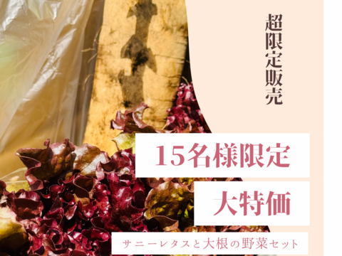 【緊急】15名様限定　サニーレタスと大根の野菜セット　【大特価】