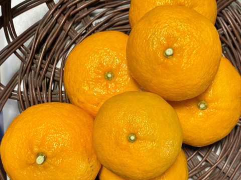 【数量限定☆希少の高級柑橘🎁】早香２㎏🍊～酸味少なく甘さたっぷり！ ～