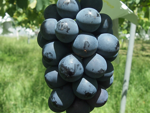 【プレミアム贈答】ナガノパープルとシャインマスカット （450g以上、合計２房 約950g）長野県認証/特別栽培同基準（信州の環境にやさしい農産物認証50）