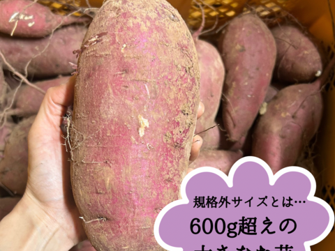 【訳あり】紅はるか3Lサイズ／5kg