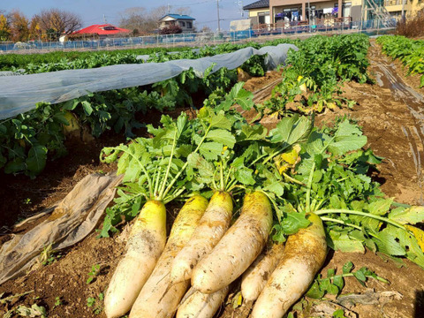 じんわ〜り染みる！冬の濃厚とろ甘大根 約1.8kg（農薬・化学肥料・除草剤・防虫剤不使用）