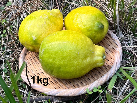 大玉レモンりのか(1kg)自然栽培！ほぼ種無し、果汁たっぷり！