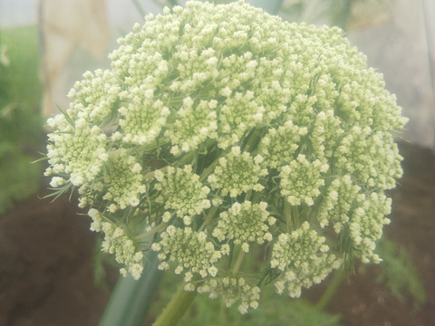 人参 訳あり 3kg