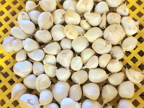 濃厚で甘い！大粒福地ホワイト六片にんにく 1kg（農薬・化学肥料不使用／バラ）