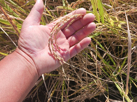 令和7年産新米　農薬5割減　特別栽培米コシヒカリ白米４.5kg　化学肥料不使用　段ボール込み約5kg