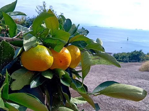 秋が旬！『早みかん』【9.3kg】