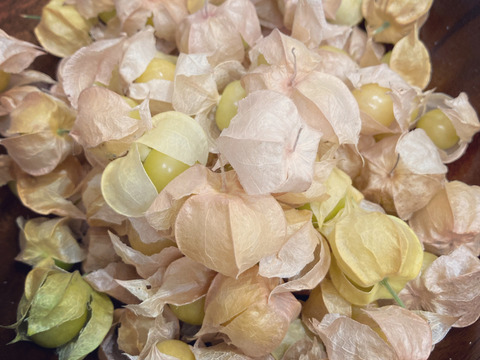 食用ほおずき 小粒品種 ストロベリートマトハニーゴールド 約500g